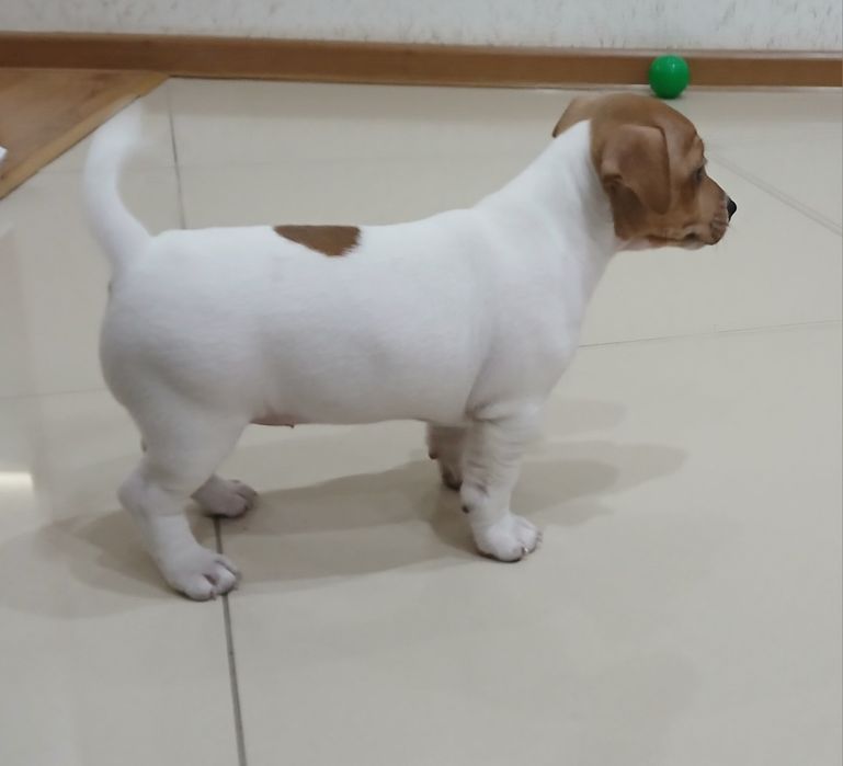 Jack Russel Terrier gotowy do odbioru