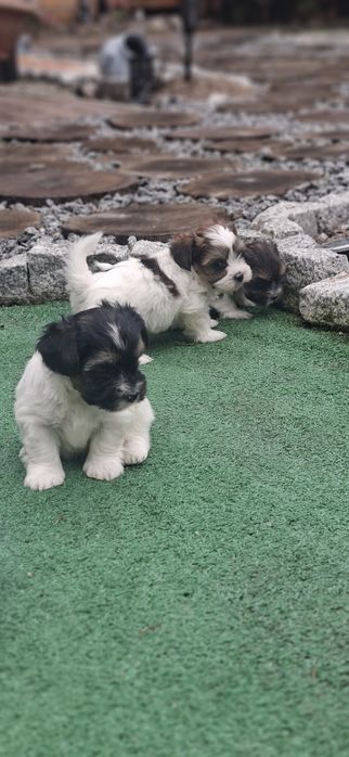 Pieski Yorkshire terrier biewer  z metryką