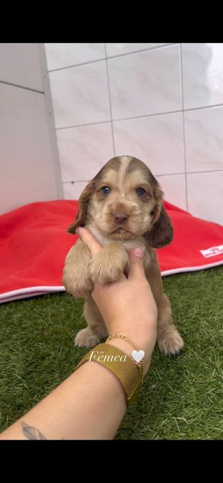 Cocker spaniel inglês fêmea