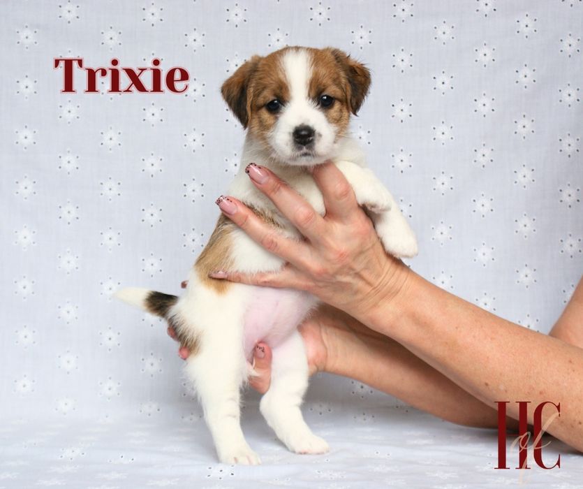 Suczka szorstkowłosa TRIXIE Jack Russell Terrier ZKWP FCI