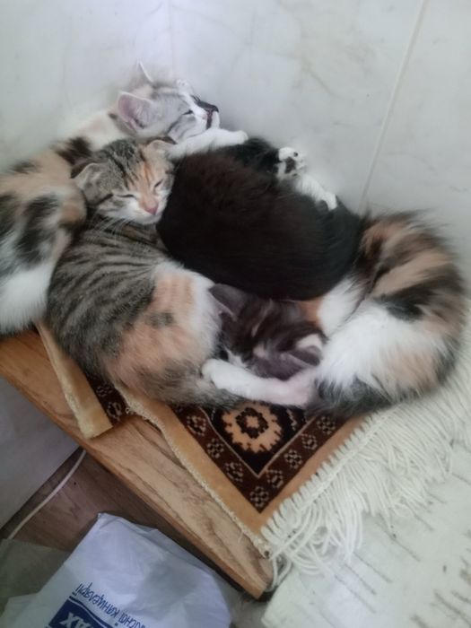 Продаются котята