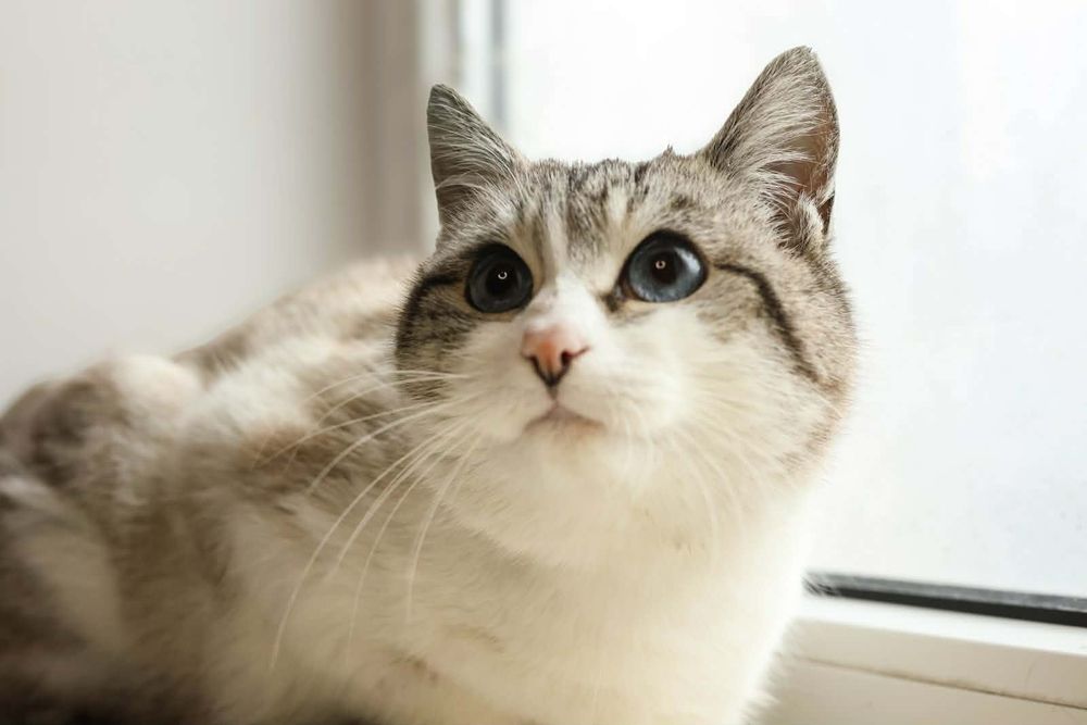 Красуня шукає родину