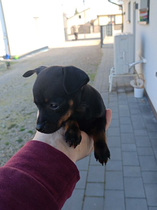 Ratlerek suczka za darmo