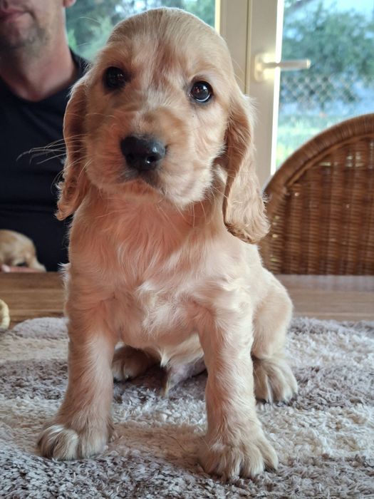 Szczeniaczek cocker spaniel gotowy do odbioru
