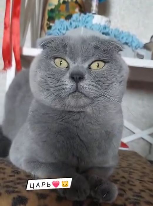 Шотландський  котик  для злучки