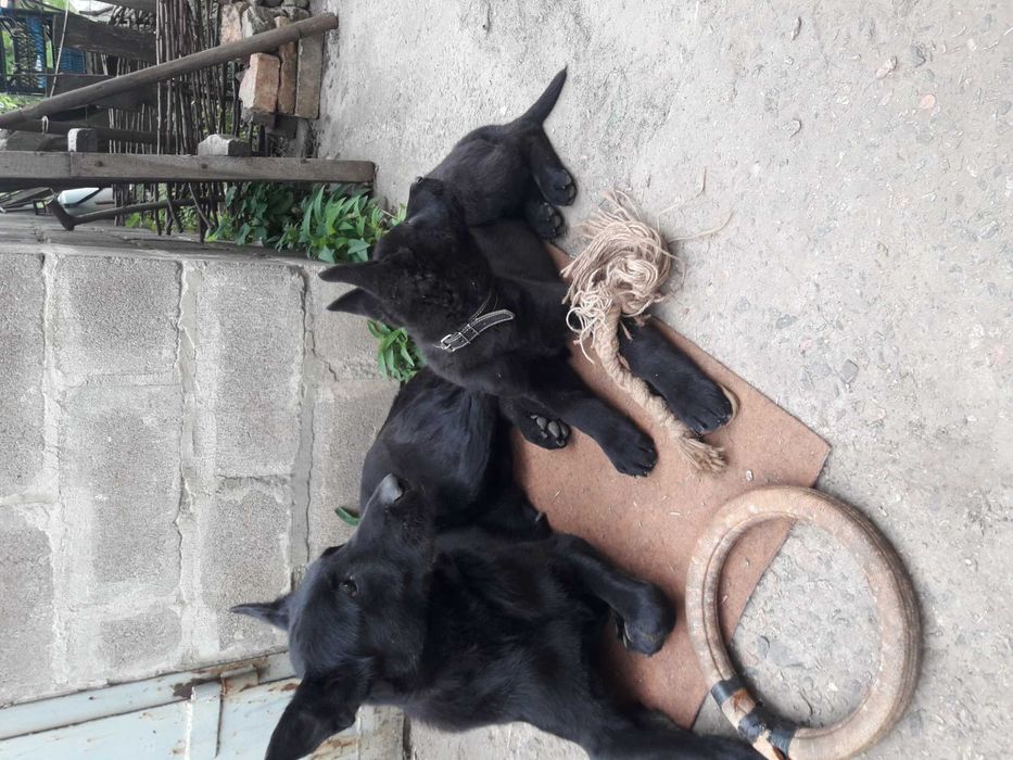 продам щенка немецкой овчарки 3.5 мес, мальчик