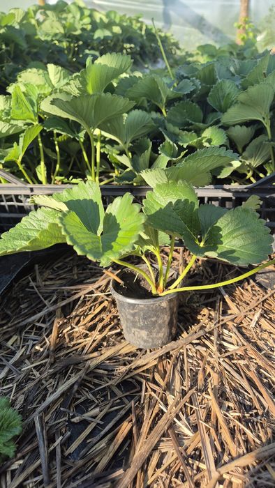 Стаканна розсада полуниці