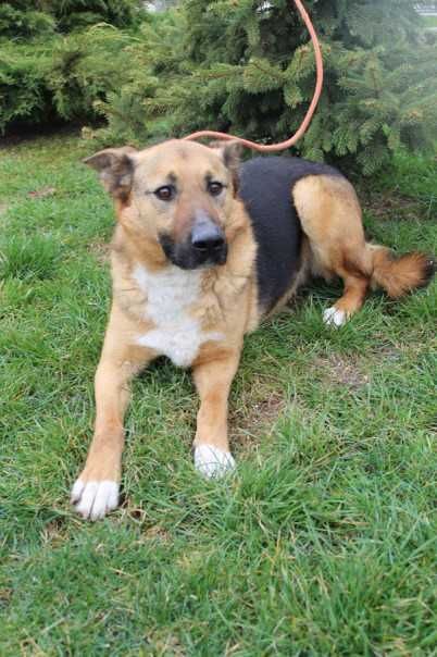 087962 Pene do adopcji