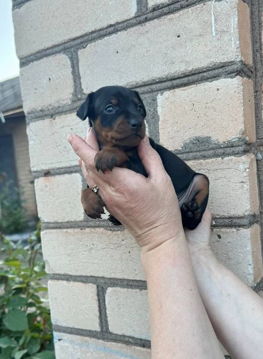 Дівчатка цвергпінчера(мініатюрного пінчера)