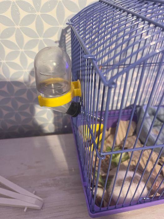 Крыса мальчик, клетка для грызунов