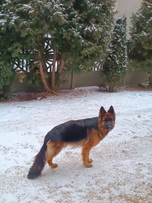 Owczarek niemiecki długowłosy suczka