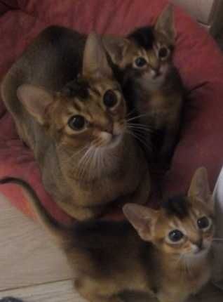 Абиссинские котята в диком окрасе!