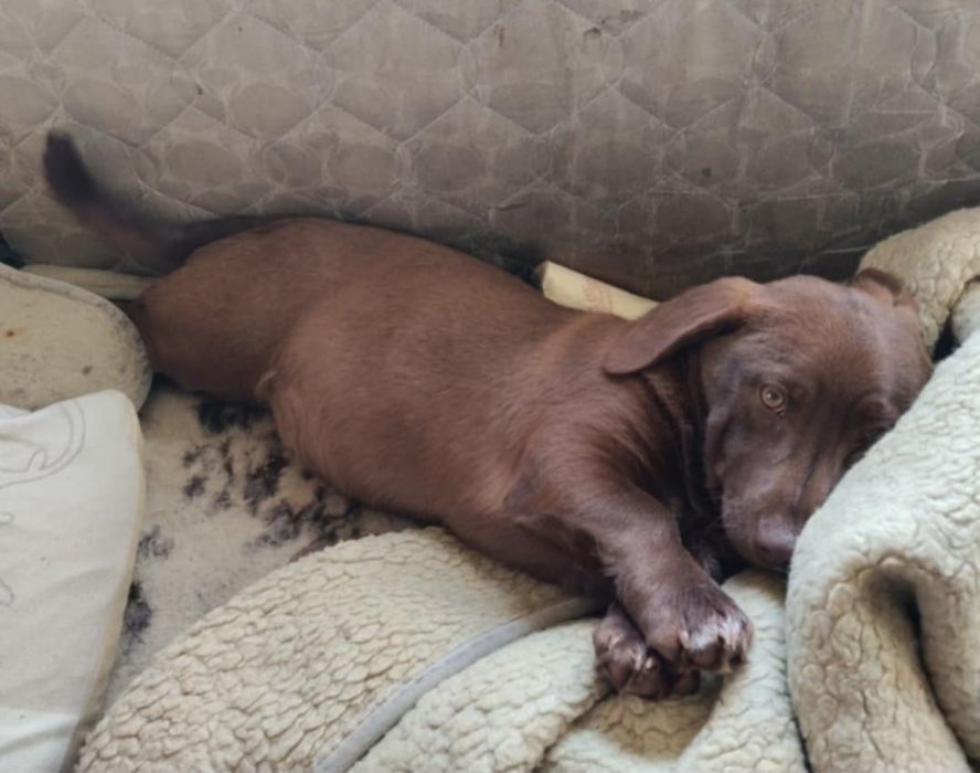 Coco- 5 m. Szczeniak do adopcji . Krakow/ Gorlice