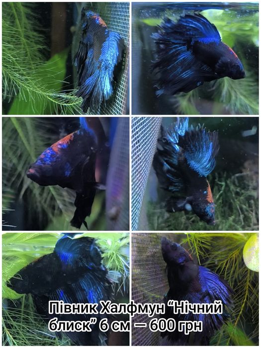 Рибка півник халфмун