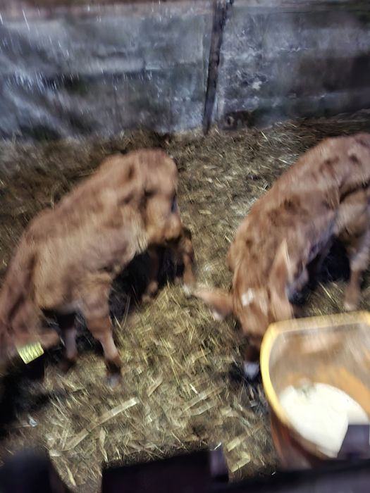 2 jałówki LM 2 tygodnie