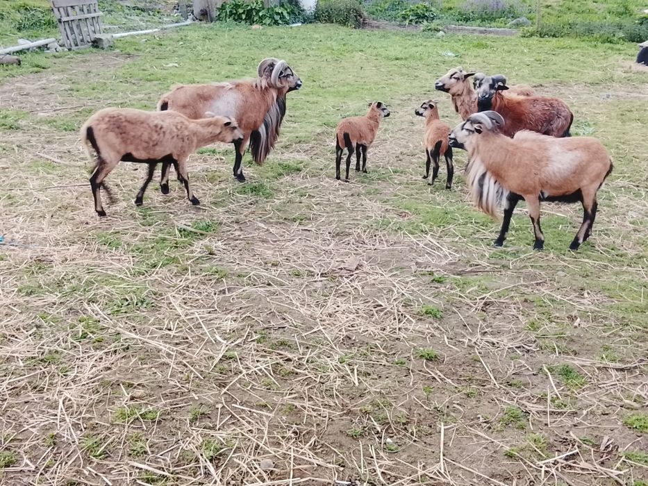Ovelhas Bragançanas e outra raça