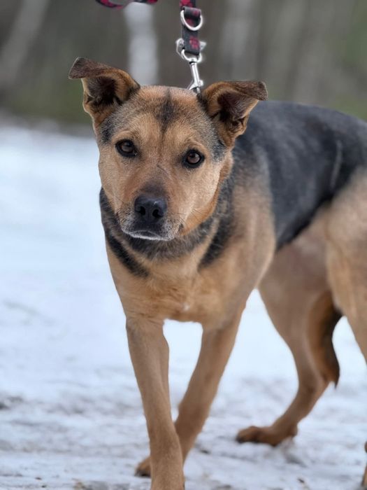 Urocza Gucia nieśmiało poleca się do adopcji