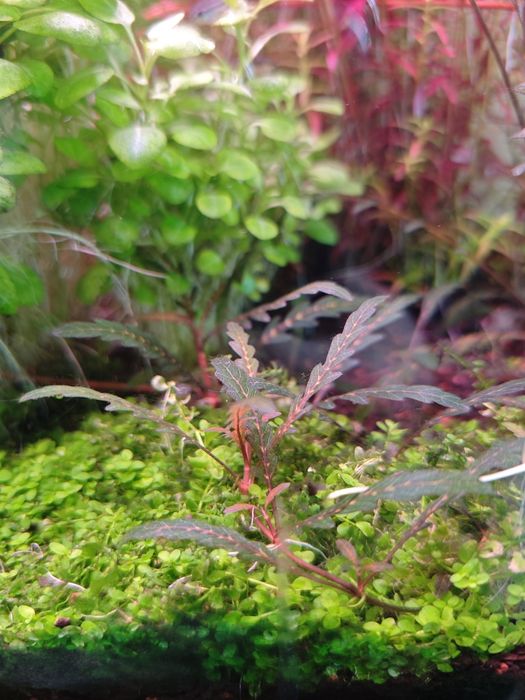 Hrygophyla pinnatifida