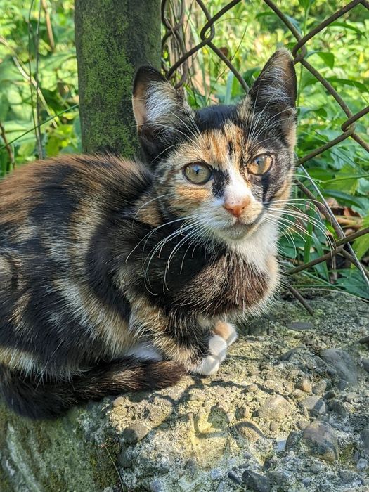 Віддам котиків у добрі руки