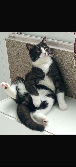 gato pra adocao gratis