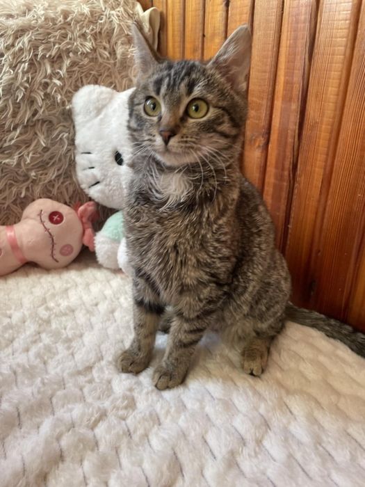 5 miesięczna koteczka szuka domu