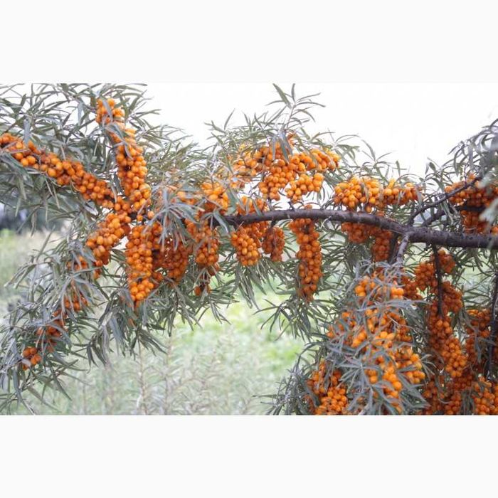 Саджанці обліпихи самоплоднаой і великоплідної