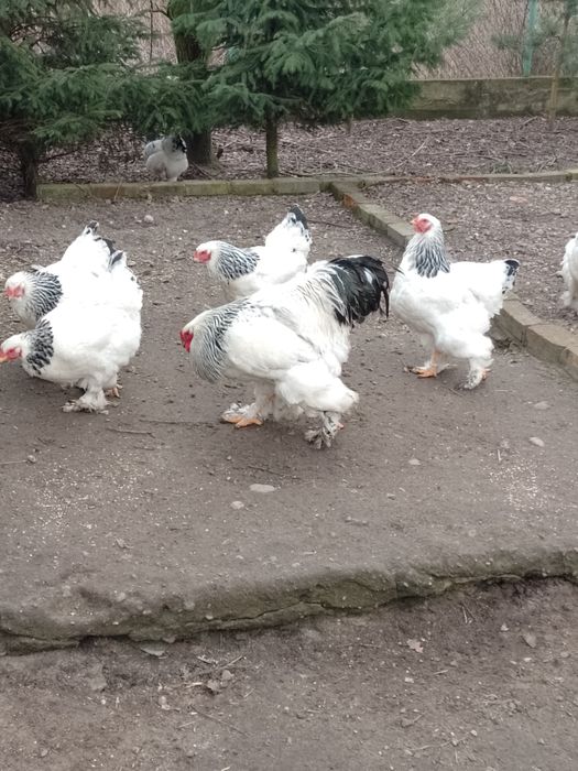 Kurczaki pisklęta kur ozdobnych