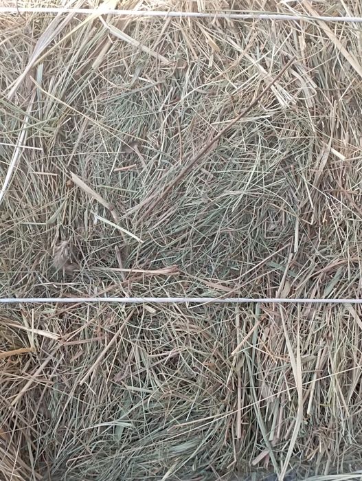 Луговое сено разнотравье 2025 г