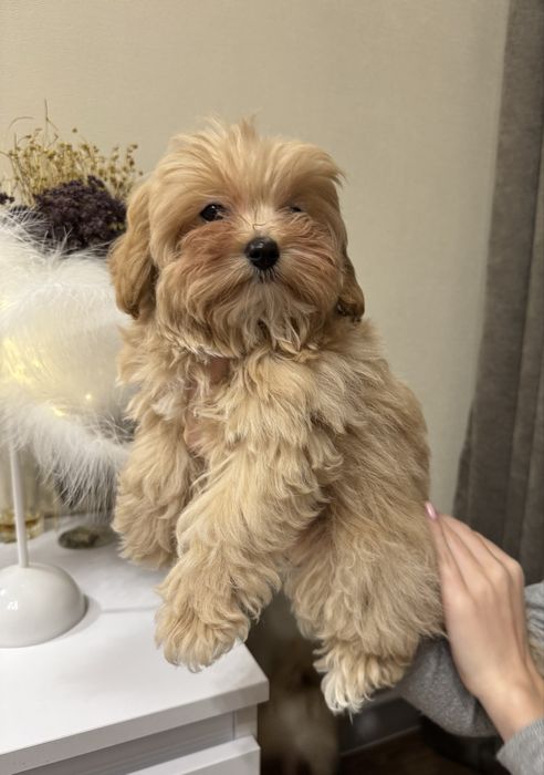 Щенки мини мальтипу ф1