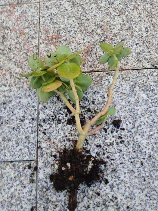 Suculentas enraizadas