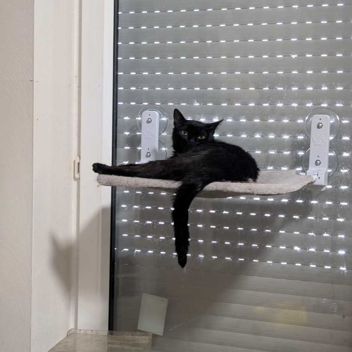 Nolan - czarny kocurek szuka domu