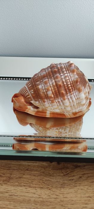 Muszla Helmowca duża