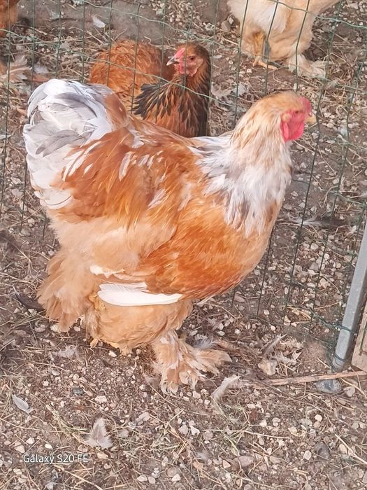 Galinhas e galos  Brahma