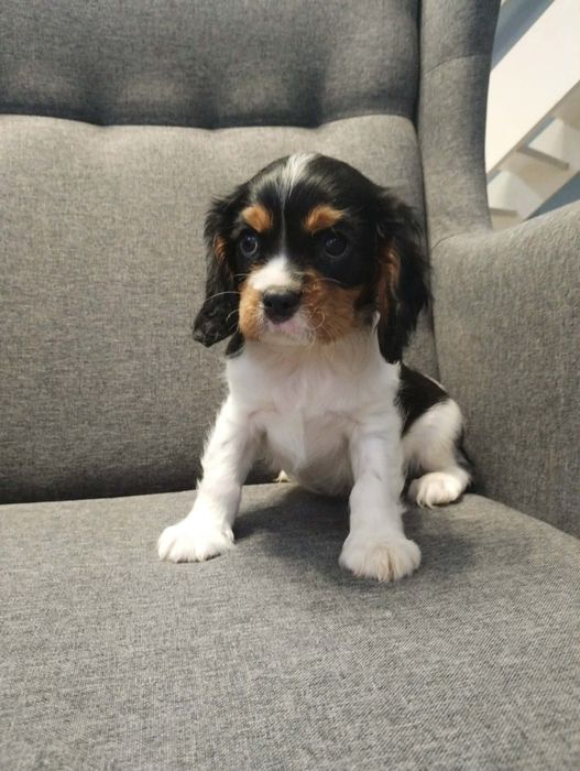 Cavalier King Charles Spaniel, samiec.