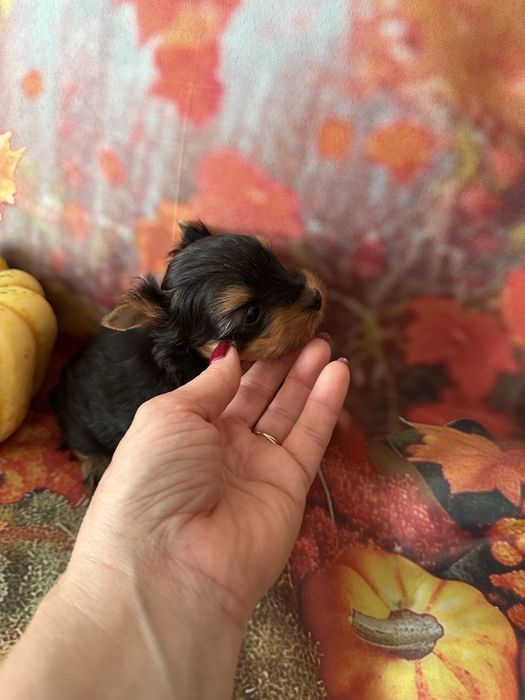Yorkshire Terrier
