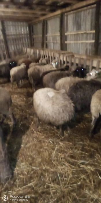 Вивци каракули 3000гр