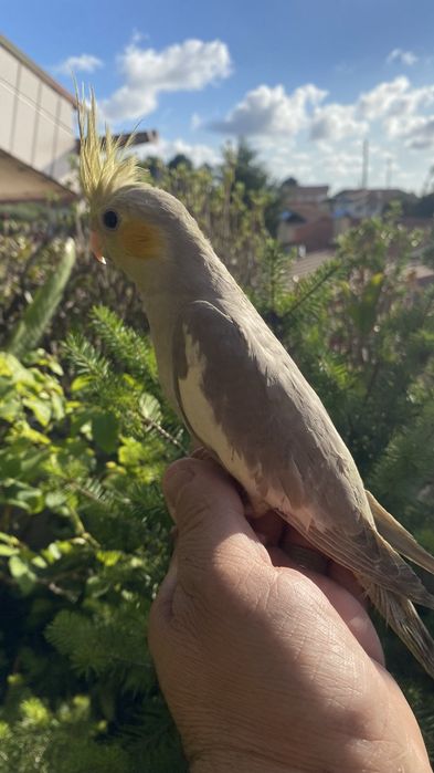 Caturras domesticado