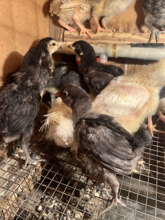 Курчата амераукана