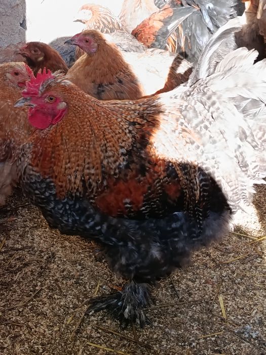 Молоді півні, півник, півень, птиця