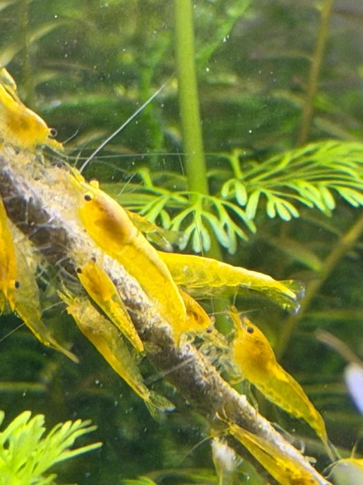 Neocaridina Yellow Golden Back