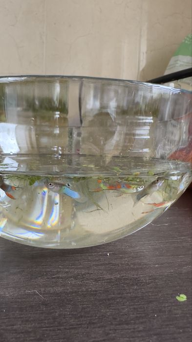 Guppies saudáveis criados em ambiente caseiro