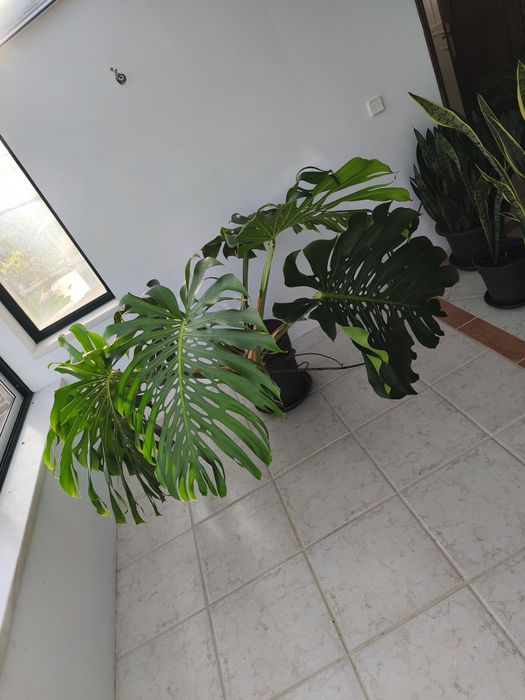 Monstera Deliciosa folhas XL, Costela de Adão, planta, plantas, natureza, jardim