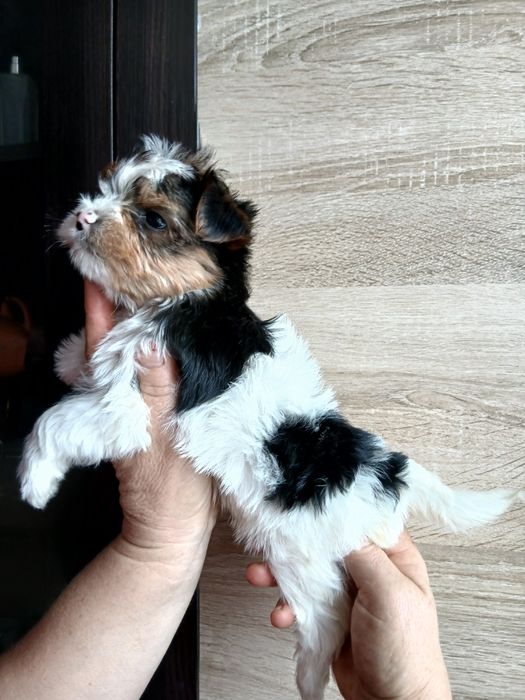 Дівчатка бівер-йорк