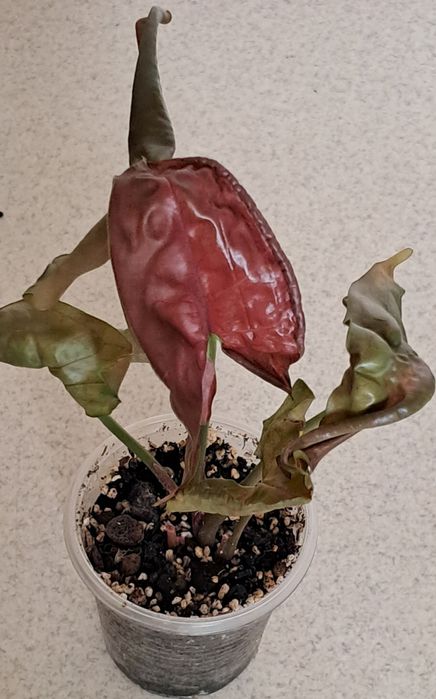 Набір яскравих рослин