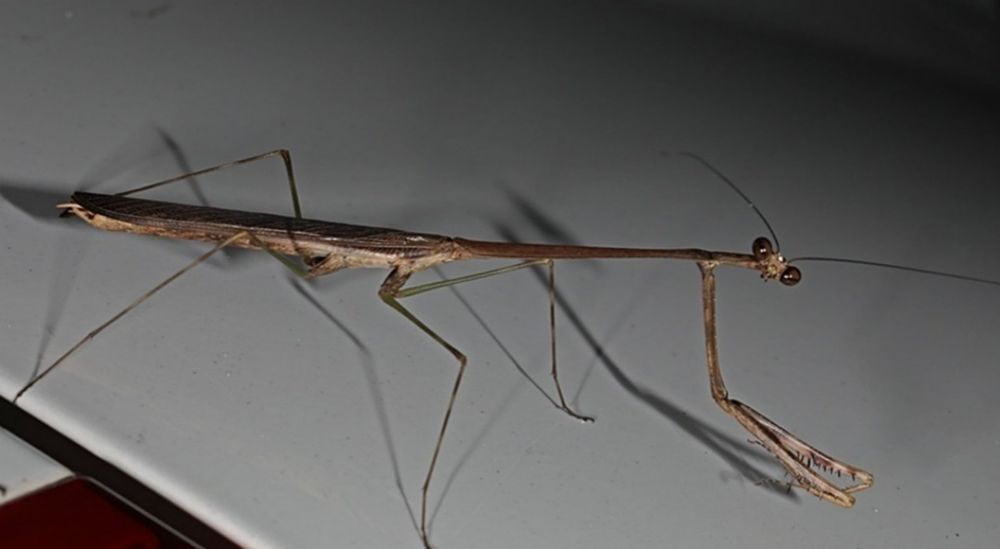 Modliszka Euchomenella heteroptera
