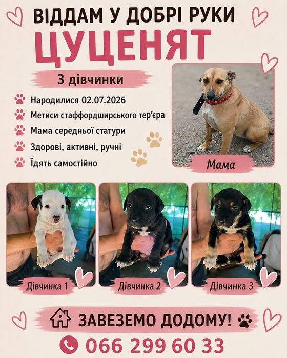 Безкоштовно цуценята
