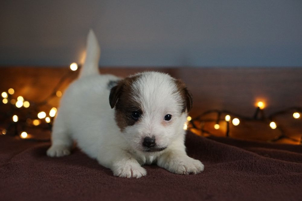 Szczenię z oficjalnej hodowli FCI  ZKwP oddz.  Chojnice