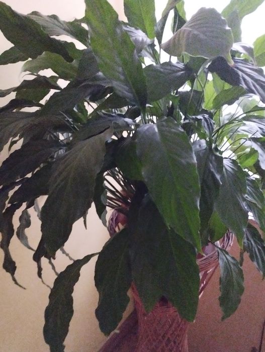 Skrzydłokwiat duży,okazały,zdrowy