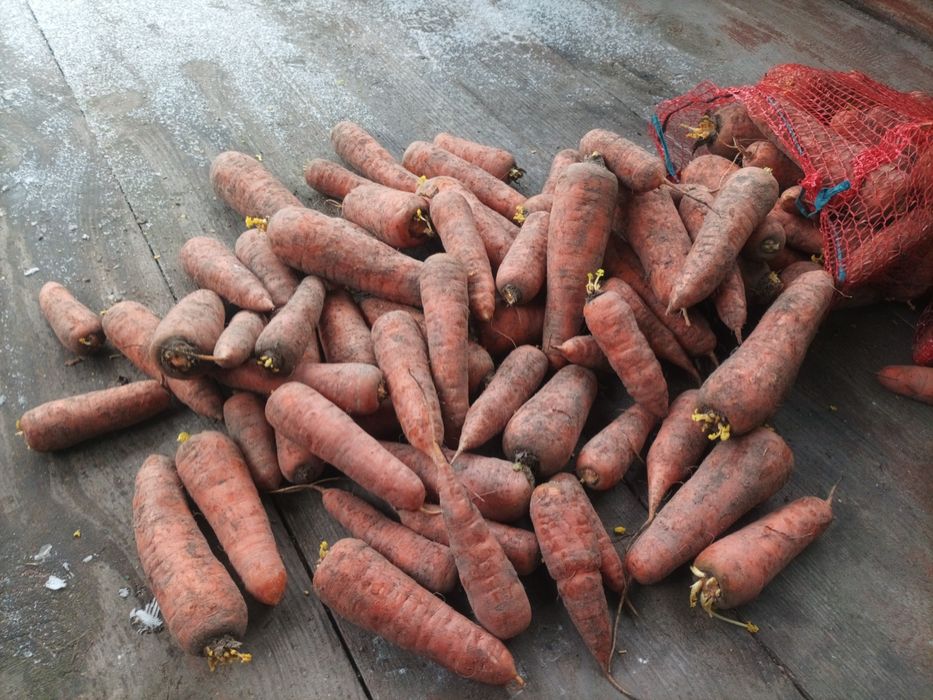 Продам товарну моркву оптом. Є доставка.