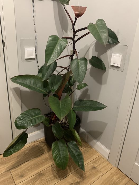 Філодендрон вис 1 ,60